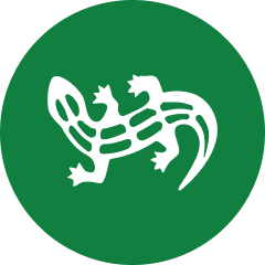 Salamander